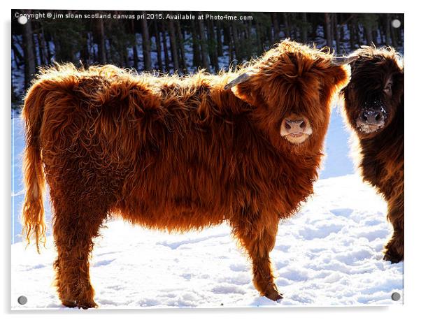 Highland Cow Acrylic by jim scotland fine art