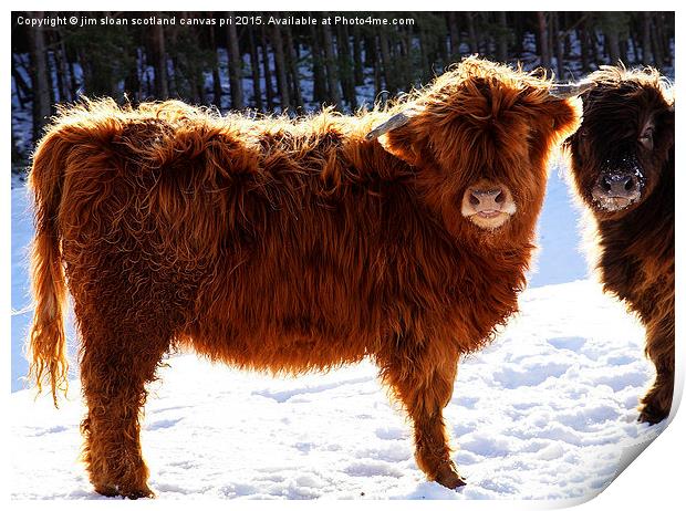 Highland Cow Print by jim scotland fine art