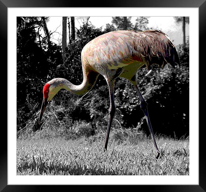 Posterised Blue Heron  Framed Mounted Print by james balzano, jr.