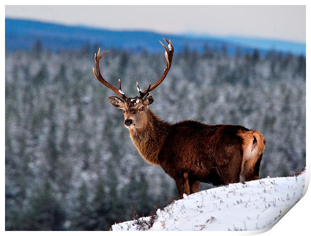   Red Deer Stag Print by Macrae Images