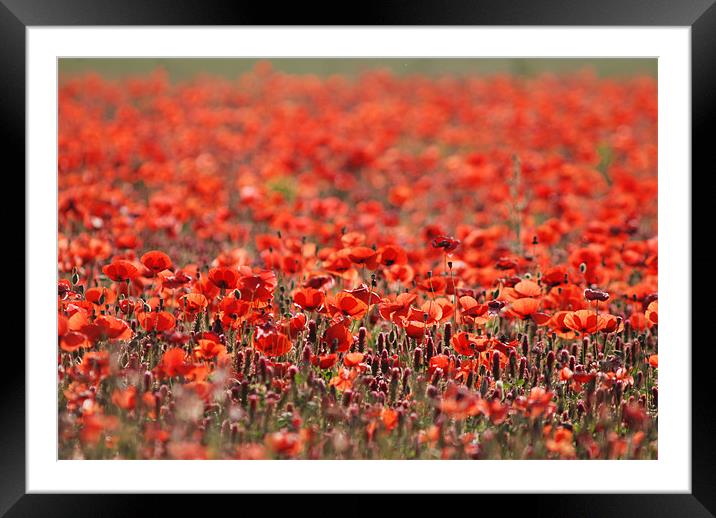 Poppy field Framed Mounted Print by Claire Gardner