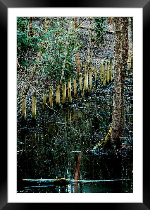  Swamp Framed Mounted Print by Andrew Poynton