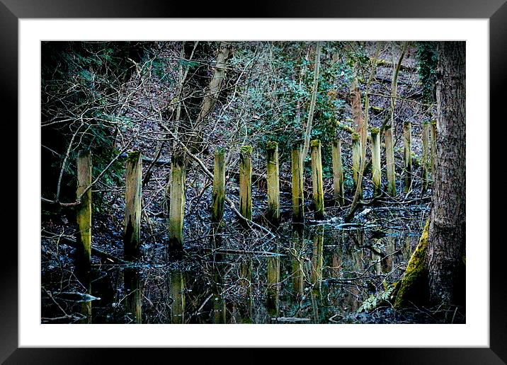  Swamp Framed Mounted Print by Andrew Poynton