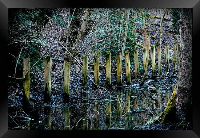  Swamp Framed Print by Andrew Poynton