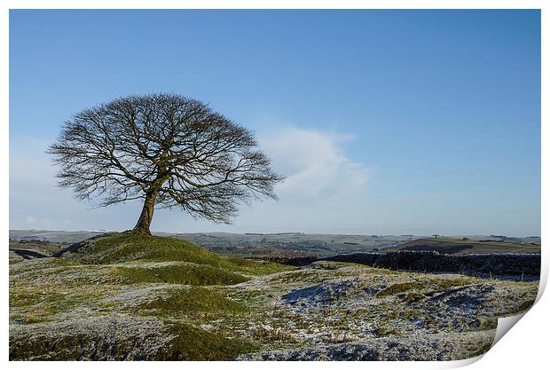  Solitary Tree Print by Pam Sargeant