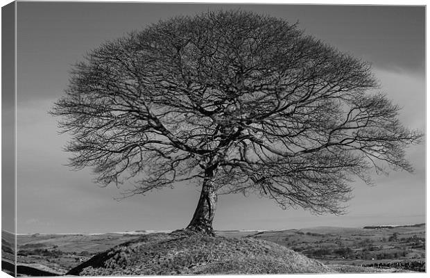 Solitary Tree Mono Canvas Print by Pam Sargeant