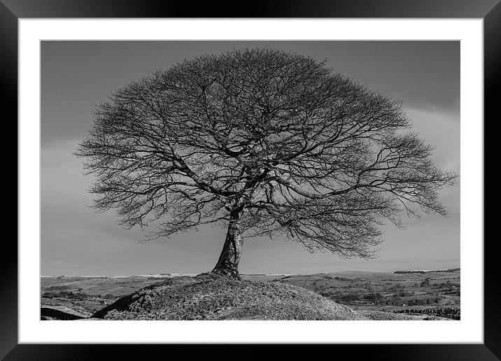  Solitary Tree Mono Framed Mounted Print by Pam Sargeant
