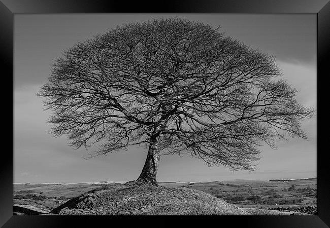  Solitary Tree Mono Framed Print by Pam Sargeant
