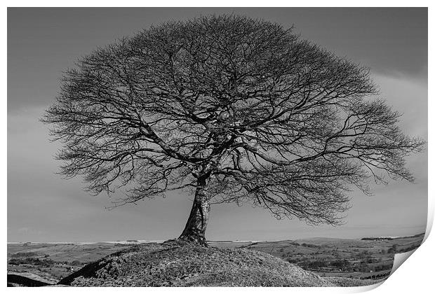  Solitary Tree Mono Print by Pam Sargeant