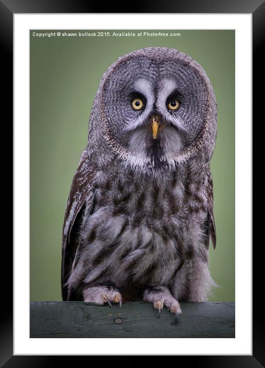  Great grey owl Framed Mounted Print by shawn bullock