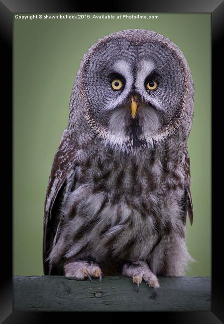  Great grey owl Framed Print by shawn bullock