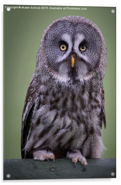  Great grey owl Acrylic by shawn bullock
