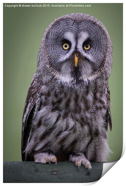  Great grey owl Print by shawn bullock