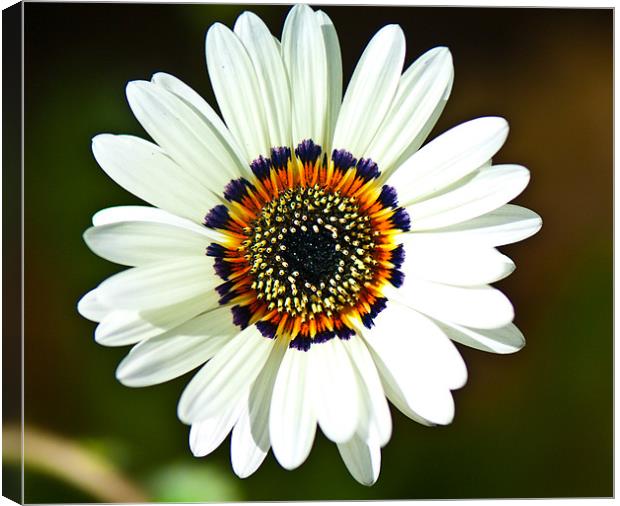 Floating daisy Canvas Print by Claire Gardner