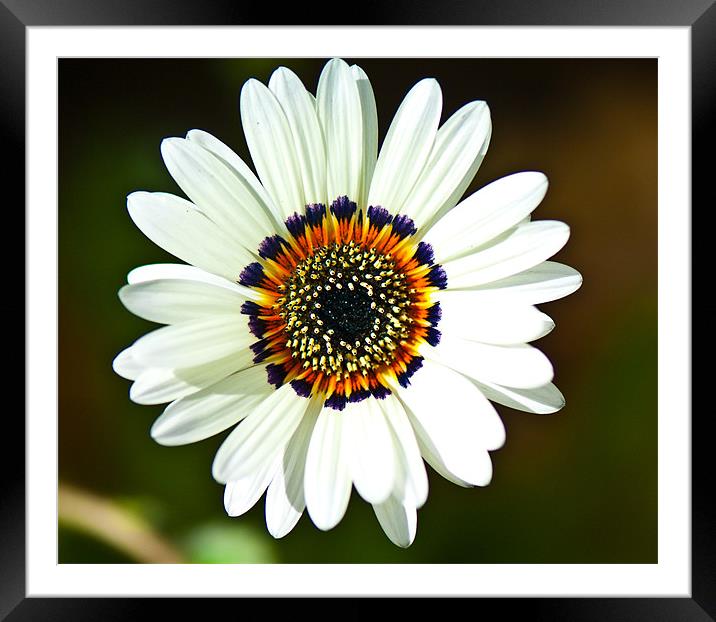 Floating daisy Framed Mounted Print by Claire Gardner