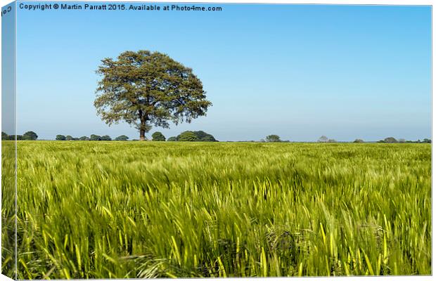 Lone Tree in Field of Barley Canvas Print by Martin Parratt