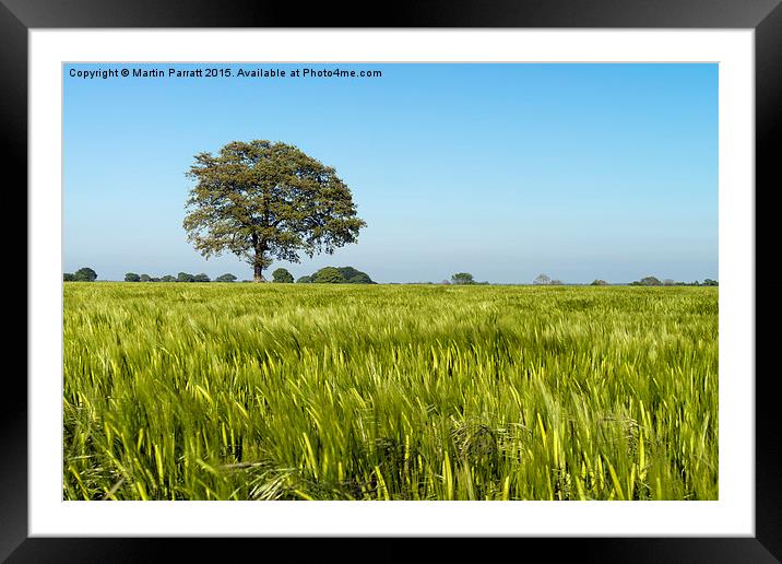Lone Tree in Field of Barley Framed Mounted Print by Martin Parratt