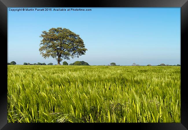 Lone Tree in Field of Barley Framed Print by Martin Parratt