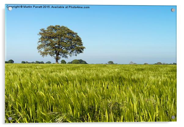 Lone Tree in Field of Barley Acrylic by Martin Parratt