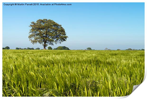 Lone Tree in Field of Barley Print by Martin Parratt