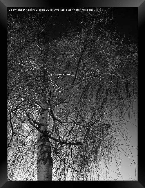  Tree against a dark English sky Framed Print by Robert Gipson