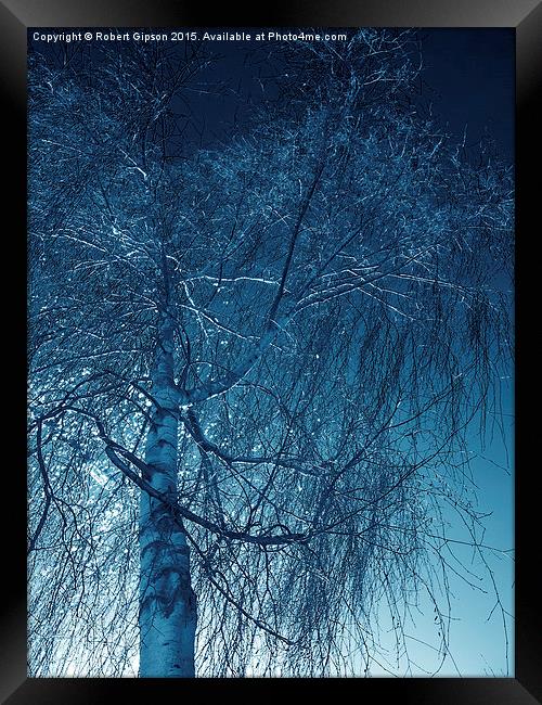 Tree in blue light  Framed Print by Robert Gipson