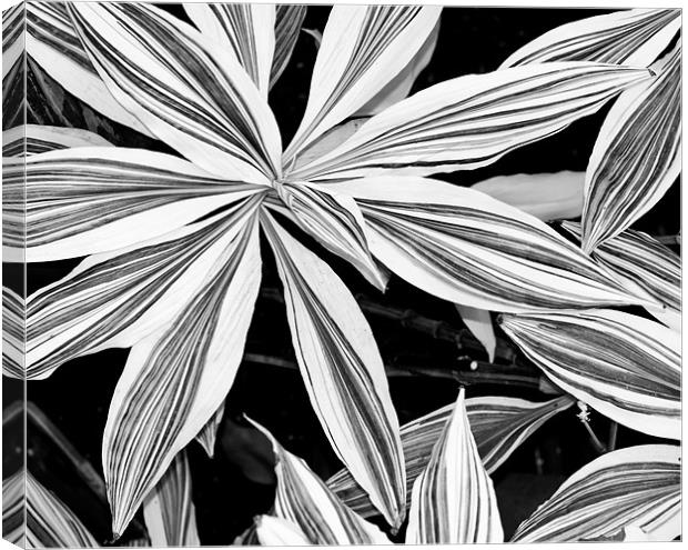Leaves Canvas Print by Claire Gardner