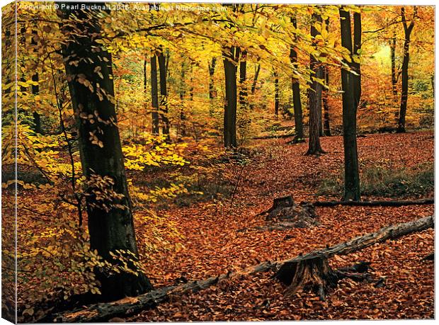 Beech Wood in Autumn in Alice Holt Forest Canvas Print by Pearl Bucknall