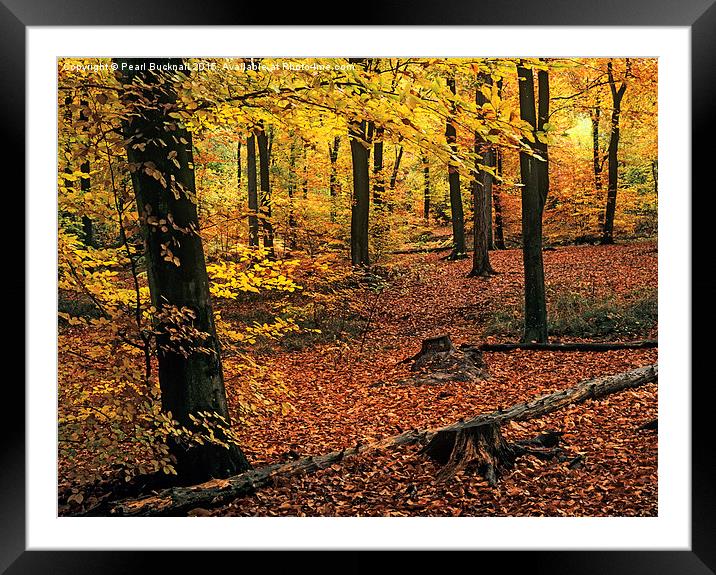 Beech Wood in Autumn in Alice Holt Forest Framed Mounted Print by Pearl Bucknall