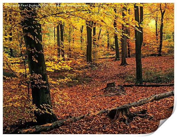 Beech Wood in Autumn in Alice Holt Forest Print by Pearl Bucknall