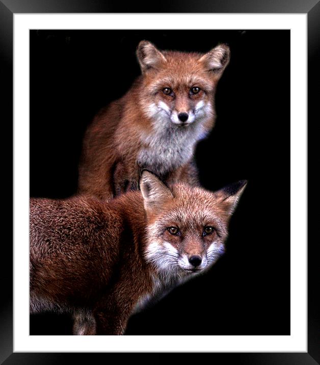  Foxy friends Framed Mounted Print by Alan Mattison