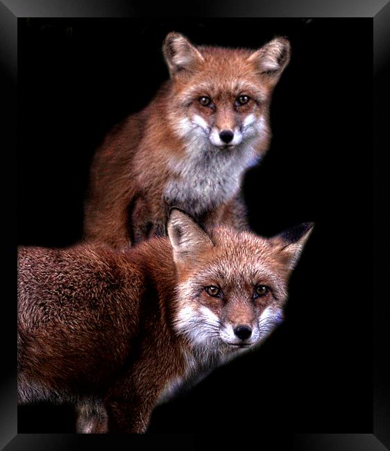  Foxy friends Framed Print by Alan Mattison