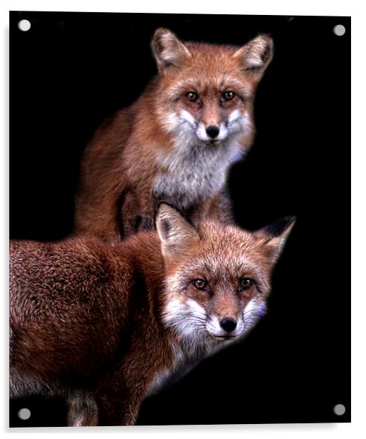  Foxy friends Acrylic by Alan Mattison