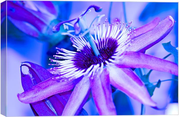 Blue Passion Canvas Print by Claire Gardner