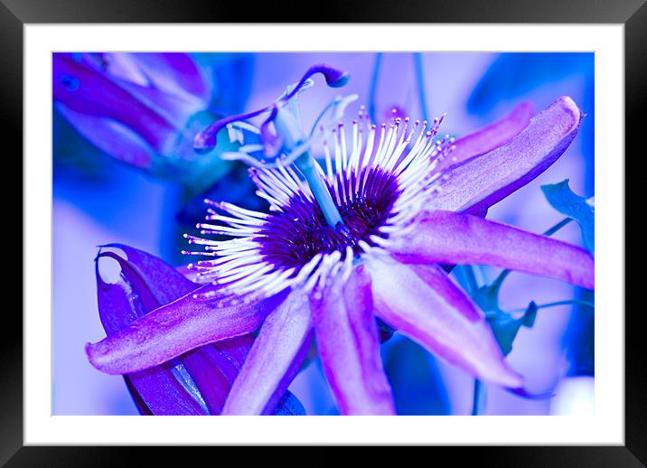 Blue Passion Framed Mounted Print by Claire Gardner