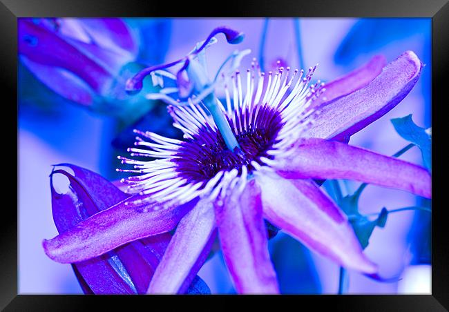 Blue Passion Framed Print by Claire Gardner