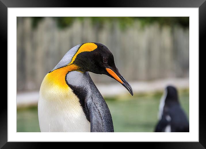 Penguin Framed Mounted Print by Pam Sargeant