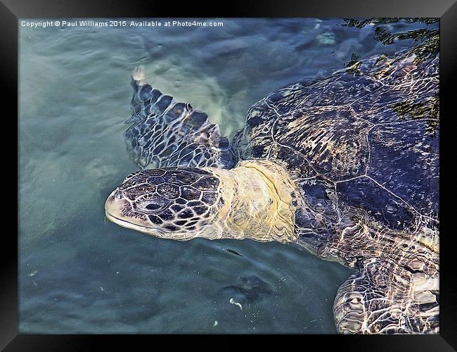  Sea Turtle Framed Print by Paul Williams