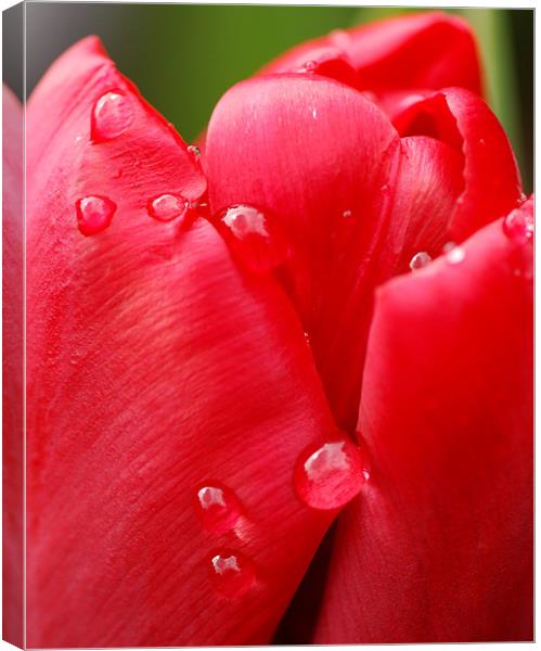 Tulip drops Canvas Print by Claire Gardner