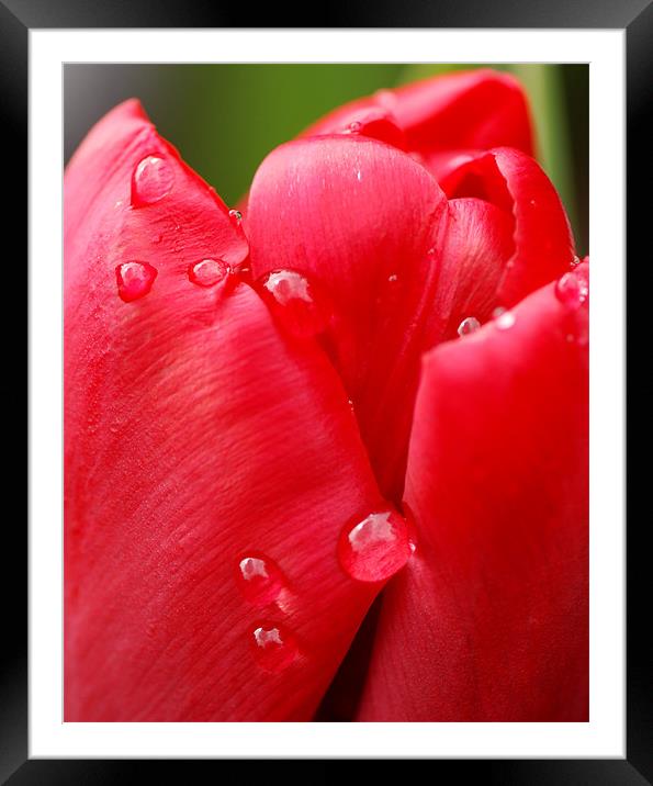 Tulip drops Framed Mounted Print by Claire Gardner