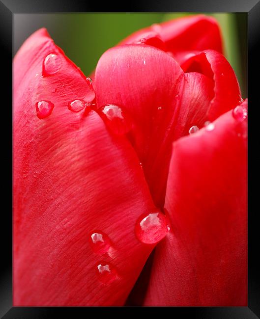 Tulip drops Framed Print by Claire Gardner