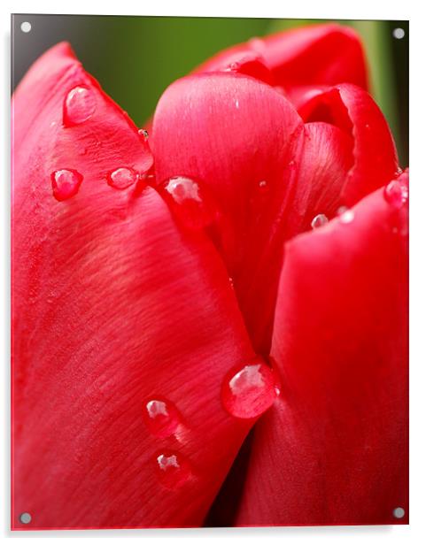 Tulip drops Acrylic by Claire Gardner
