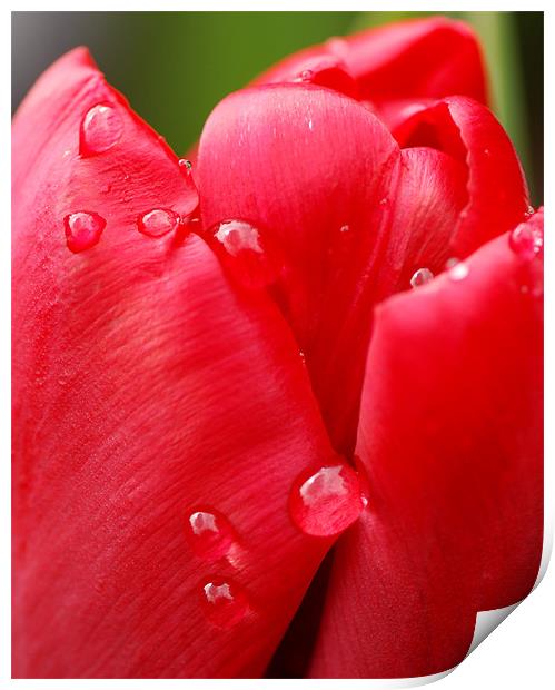 Tulip drops Print by Claire Gardner