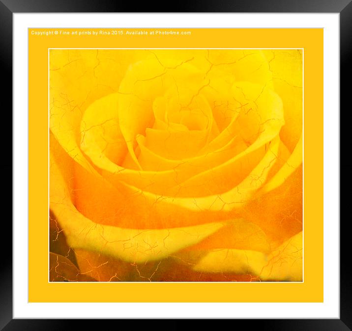  Crackling Rose Framed Mounted Print by Fine art by Rina