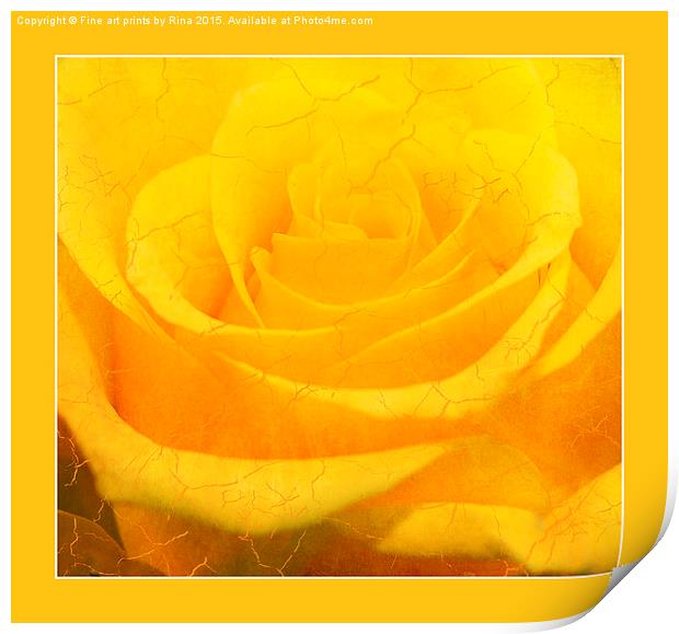  Crackling Rose Print by Fine art by Rina