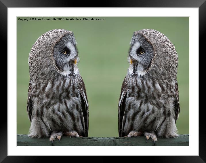 Great Grey or Gray Owls Framed Mounted Print by Alan Tunnicliffe