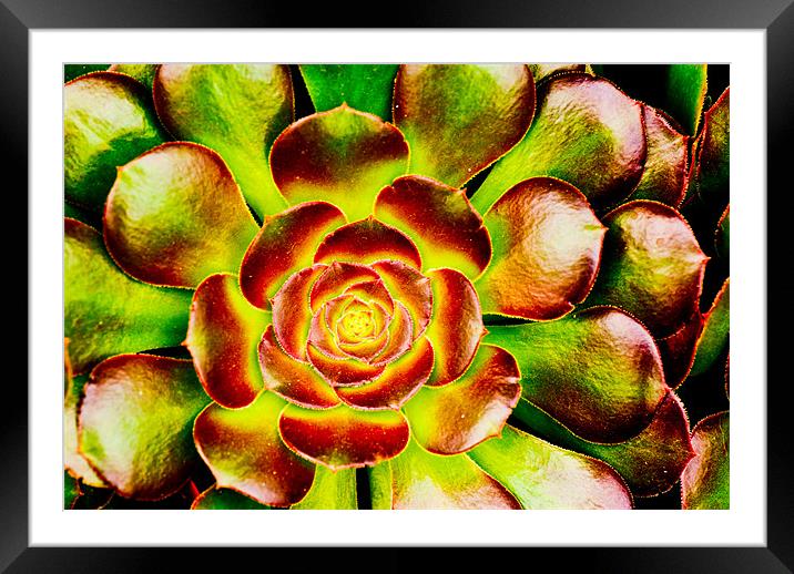 Green Framed Mounted Print by Claire Gardner