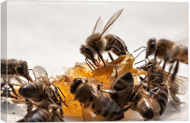  Bee and honey Canvas Print by Vladimir Sidoropolev
