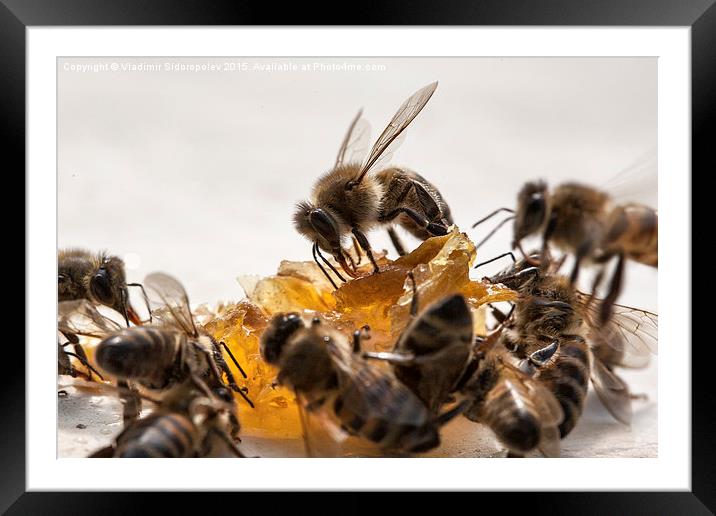  Bee and honey Framed Mounted Print by Vladimir Sidoropolev