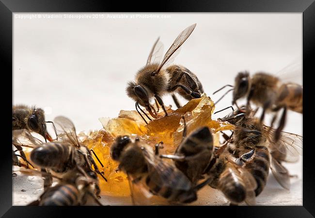  Bee and honey Framed Print by Vladimir Sidoropolev